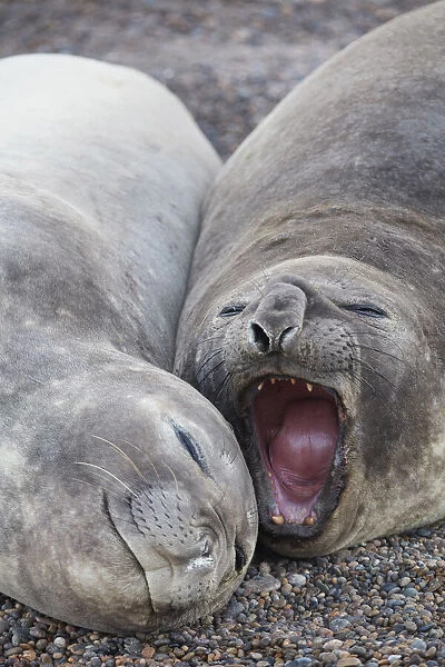 Detail of elephant seals lying on the beach of Punta Ninfas, Chubut, Patagonia, Argentina