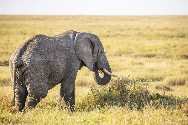 An elephant in the Serengeti, Serengeti National Park, Tanzania