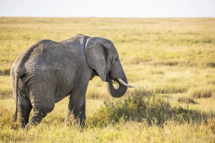 Framed Print : An elephant in the Serengeti, Serengeti National Park, Tanzania