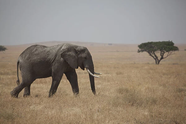 An elephant on the Serengeti in Tanazania