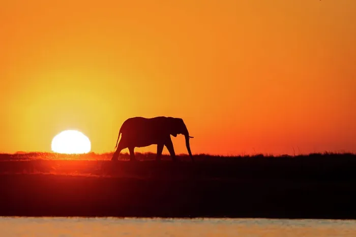 Framed Print : Elephant Silhouette, Chobe River, Botswana Framed Print : Elephant Silhouette, Chobe River, Botswana