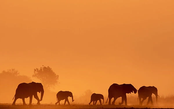 Elephant silhouettes, Chobe River, Chobe National Park, Botswana