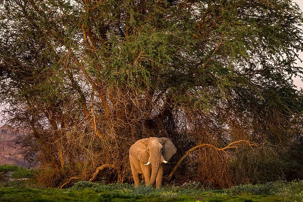 Elephant, Skeleton Coast National Park, Namibia