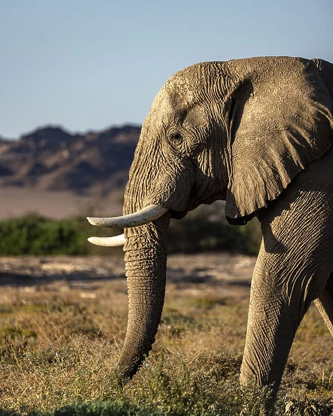 Elephant, Skeleton Coast National Park, Namibia