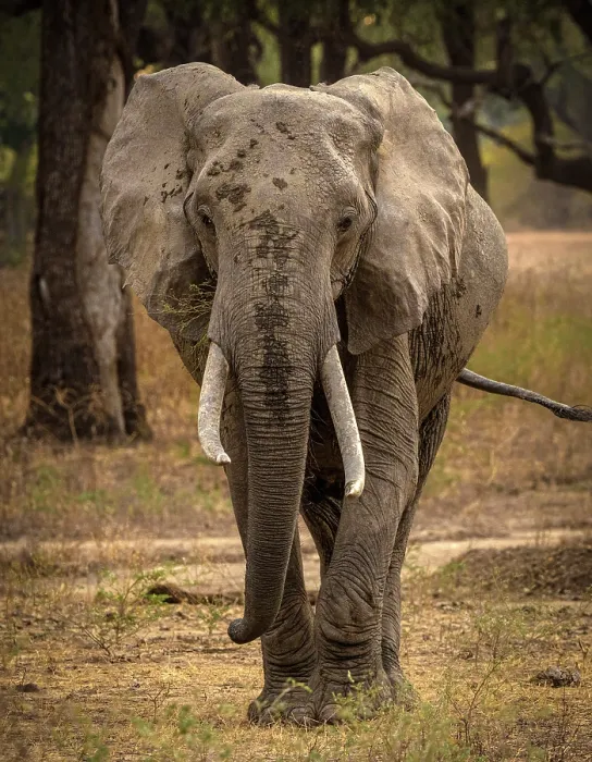Framed Print : Elephant, South Luangwa National Park, Zambia Framed Print : Elephant, South Luangwa National Park, Zambia
