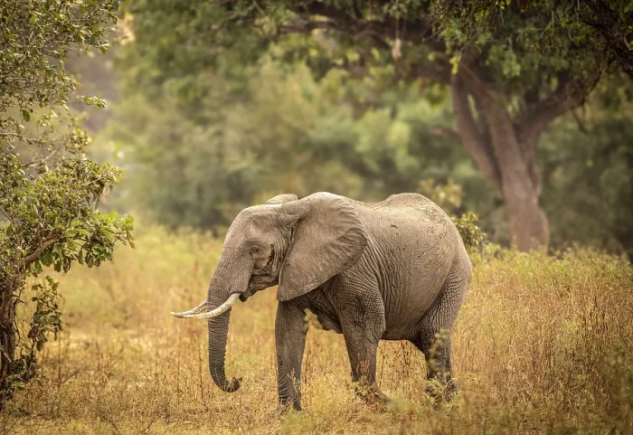 Framed Print : Elephant, South Luangwa National Park, Zambia Framed Print : Elephant, South Luangwa National Park, Zambia