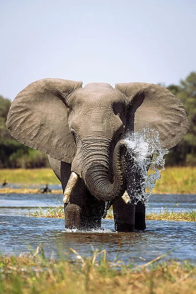 Elephant spraying water, Okavango Delta, Botswana