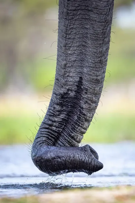 Framed Print : Elephant trunk at the water, Okavango Delta, Botswana Framed Print : Elephant trunk at the water, Okavango Delta, Botswana