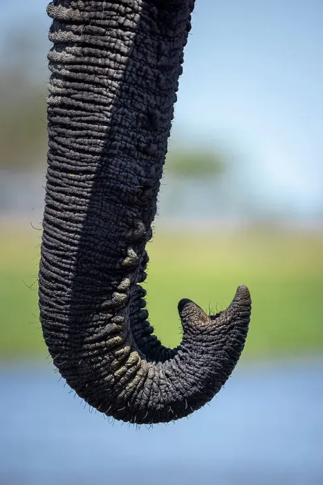 Framed Print : Elephant trunk at the water, Okavango Delta, Botswana