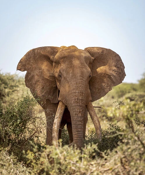 Elephant Tusker, Amboseli Region, Kenya
