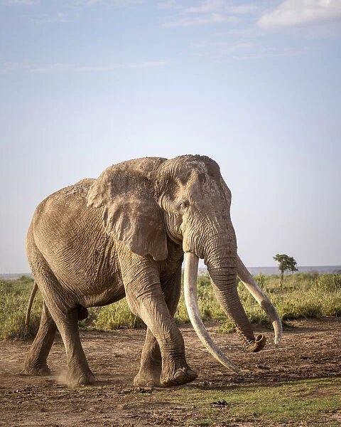 Elephant Tusker, Amboseli Region, Kenya