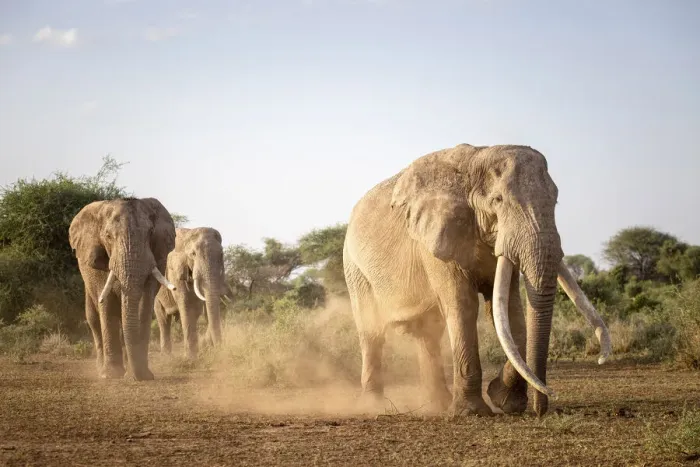 Framed Print : Elephant Tusker, Amboseli Region, Kenya