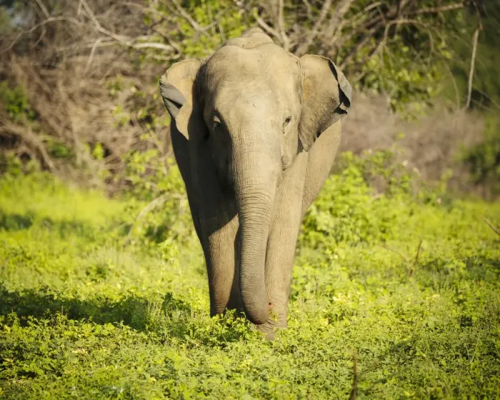 Framed Print : Elephant in Uda Walawe National Park, Uva Province, Sri Lanka, Asia Framed Print : Elephant in Uda Walawe National Park, Uva Province, Sri Lanka, Asia