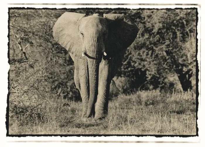Framed Print : Elephant walking towards camera in African bush, Tanzania Framed Print : Elephant walking towards camera in African bush, Tanzania