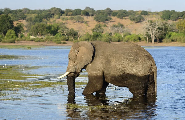 Elephant walking through Chobe River, Chobe National Park, near the town of Kasane