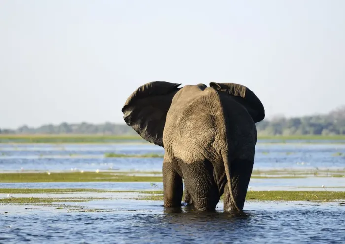 Framed Print : Elephant walking through Chobe River, Chobe National Park, near the town of Kasane Framed Print : Elephant walking through Chobe River, Chobe National Park, near the town of Kasane