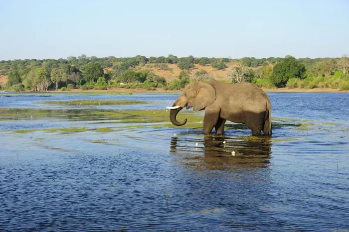 Framed Print : Elephant walking through Chobe River, Chobe National Park, near the town of Kasane Framed Print : Elephant walking through Chobe River, Chobe National Park, near the town of Kasane