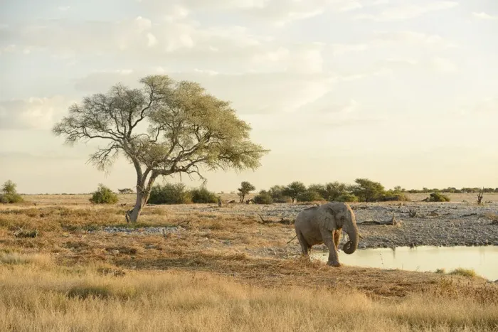 Framed Print : Elephant at waterhole, Etosha National parrk, Namibia, Africa Framed Print : Elephant at waterhole, Etosha National parrk, Namibia, Africa