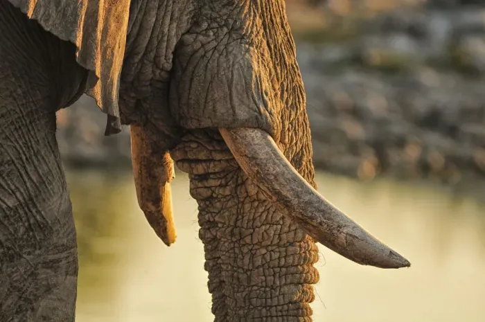 Framed Print : Elephant at waterhole, Etosha National parrk, Namibia, Africa Framed Print : Elephant at waterhole, Etosha National parrk, Namibia, Africa