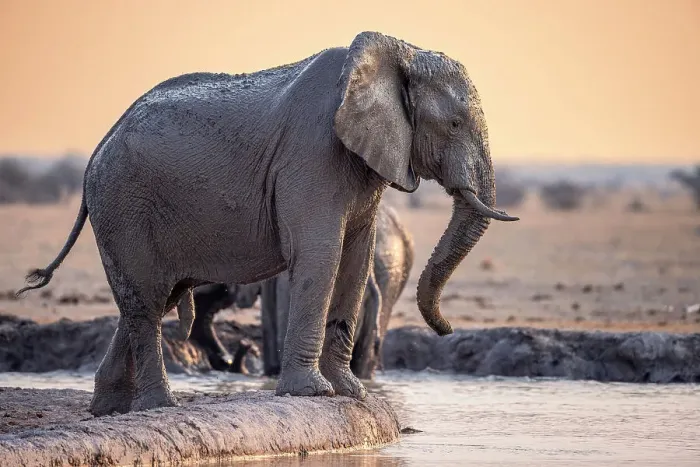 Framed Print : Elephant at waterhole, Nxai Pan National Park, Botswana Framed Print : Elephant at waterhole, Nxai Pan National Park, Botswana