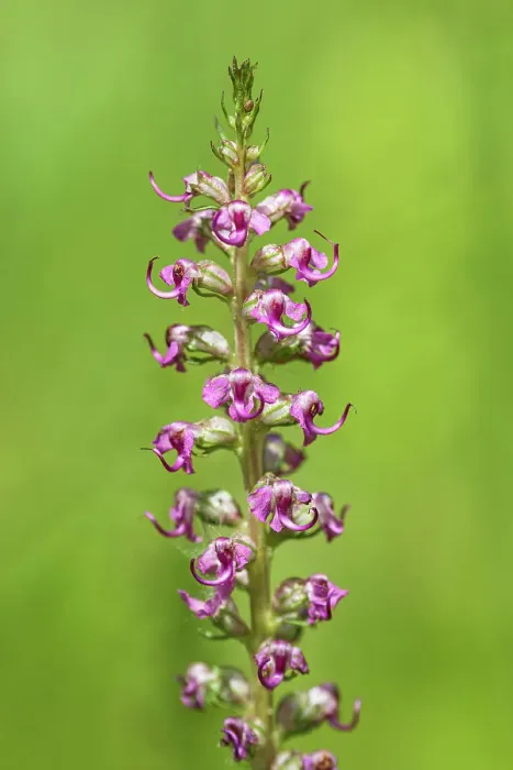 Framed Print : Elephanthead lousewort (Pedicularis groenlandica). Sunshine Meadows. Banff National Park, Alberta, Canada Framed Print : Elephanthead lousewort (Pedicularis groenlandica). Sunshine Meadows. Banff National Park, Alberta, Canada