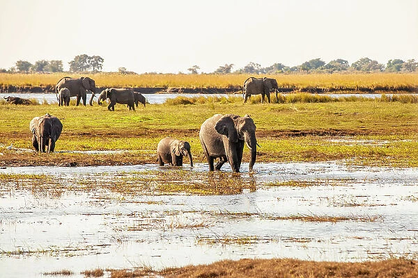 Elephants, Chobe National Park, Botswana, Africa