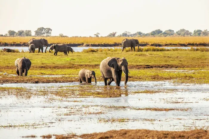 Framed Print : Elephants, Chobe National Park, Botswana, Africa Framed Print : Elephants, Chobe National Park, Botswana, Africa