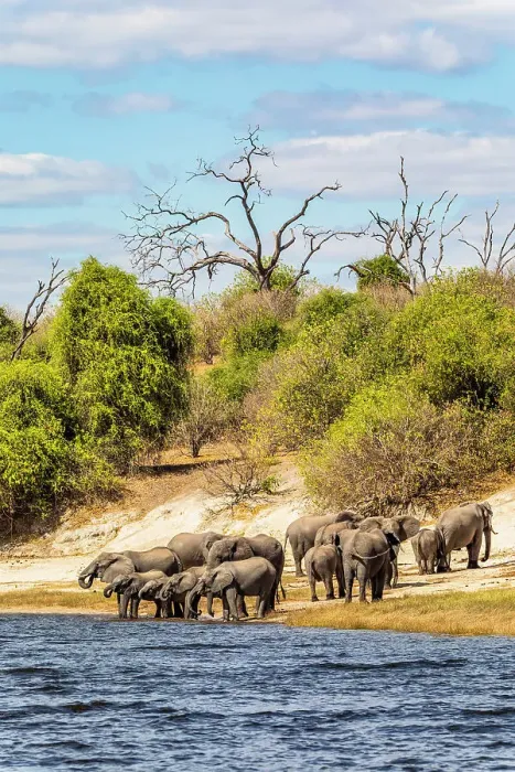 Framed Print : Elephants, Chobe National Park, Botswana, Africa Framed Print : Elephants, Chobe National Park, Botswana, Africa