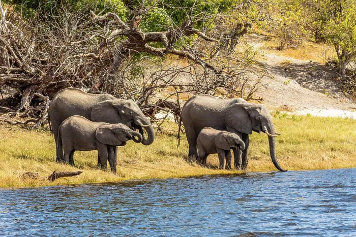 Framed Print : Elephants, Chobe National Park, Botswana, Africa Framed Print : Elephants, Chobe National Park, Botswana, Africa