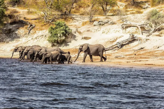 Framed Print : Elephants, Chobe National Park, Botswana, Africa Framed Print : Elephants, Chobe National Park, Botswana, Africa