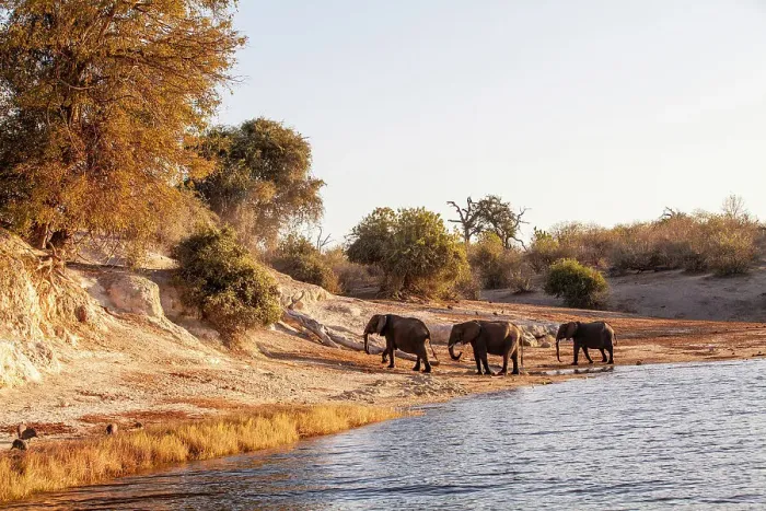 Framed Print : Elephants, Chobe National Park, Botswana, Africa Framed Print : Elephants, Chobe National Park, Botswana, Africa
