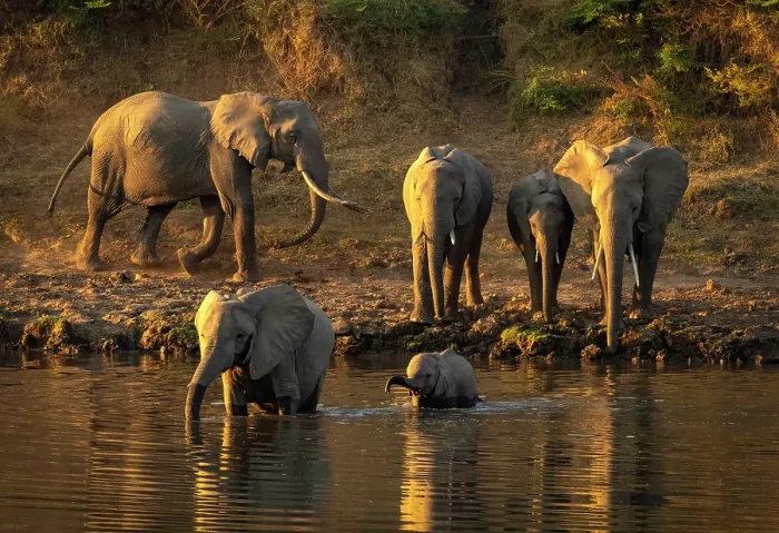 Framed Print : Elephants crossing the Luangwa River, South Luangwa National Park, Zambia Framed Print : Elephants crossing the Luangwa River, South Luangwa National Park, Zambia