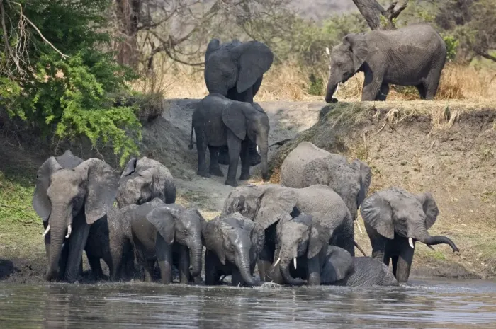 Framed Print : Elephants drink and cool off in the Katuma River Framed Print : Elephants drink and cool off in the Katuma River