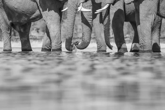 Framed Print : Elephants drinking, Okavango Delta, Botswana Framed Print : Elephants drinking, Okavango Delta, Botswana
