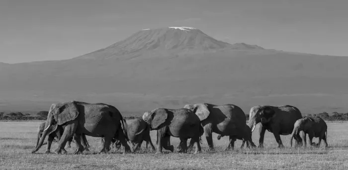 Framed Print : Elephants and Mount Kilimanjaro, Amboseli, Kenya, black and white Framed Print : Elephants and Mount Kilimanjaro, Amboseli, Kenya, black and white