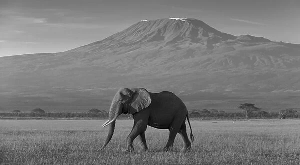 Elephants and Mount Kilimanjaro, Amboseli, Kenya, black and white