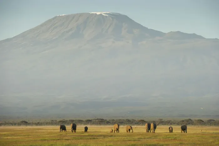 Framed Print : Elephants and Mount Kilimanjaro, Amboseli, Kenya Framed Print : Elephants and Mount Kilimanjaro, Amboseli, Kenya