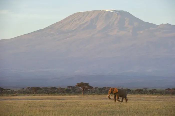 Framed Print : Elephants and Mount Kilimanjaro at dawn, Amboseli, Kenya
