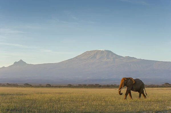 Elephants and Mount Kilimanjaro at dawn, Amboseli, Kenya