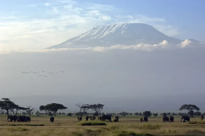 Framed Print : Elephants in front of Mount Kilimanjaro, Kenya Framed Print : Elephants in front of Mount Kilimanjaro, Kenya