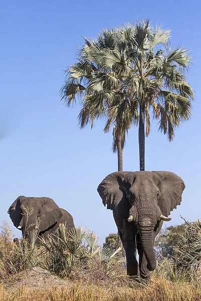 Elephants, Okavango Delta, Botswana, Okavango Delta, Botswana