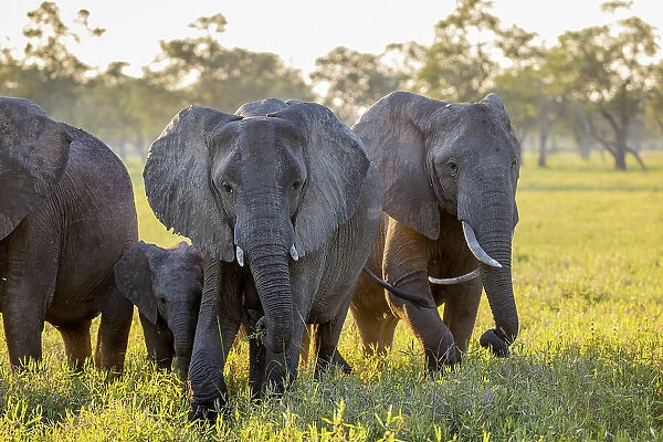 Elephants, South Luangwa National Park, Zambia