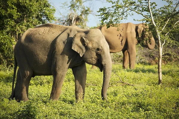 Elephants in Uda Walawe National Park, Uva Province, Sri Lanka, Asia