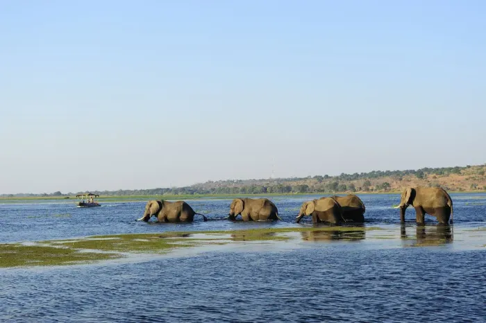Framed Print : Elephants walking through Chobe River, Chobe National Park, near the town of Kasane