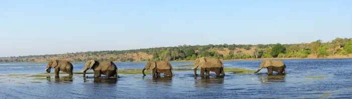 Framed Print : Elephants walking through Chobe River, Chobe National Park, near the town of Kasane Framed Print : Elephants walking through Chobe River, Chobe National Park, near the town of Kasane