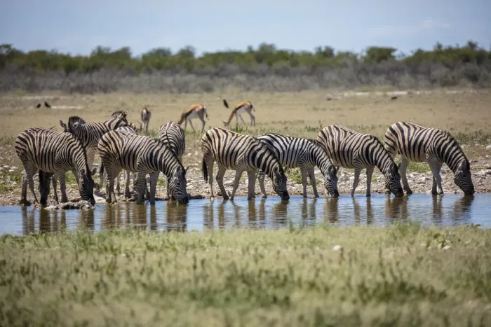 Framed Print : Elephants at a watering hole, Etosha National Park, Etosha, Namibia