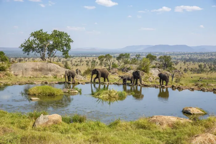 Framed Print : Elephants at a watering hole, Four Seasons Safari Lodge, Serengeti Framed Print : Elephants at a watering hole, Four Seasons Safari Lodge, Serengeti