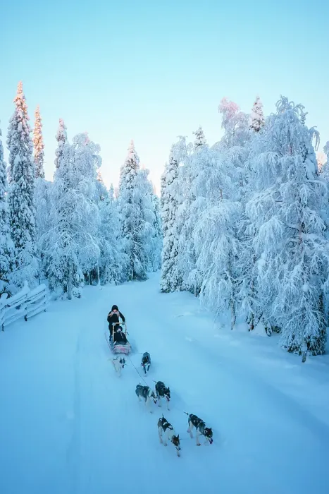 Framed Print : Elevated view of a woman riding sled dogs in a forest covered with snow near Ruka in finnish Lapland, Finland Framed Print : Elevated view of a woman riding sled dogs in a forest covered with snow near Ruka in finnish Lapland, Finland