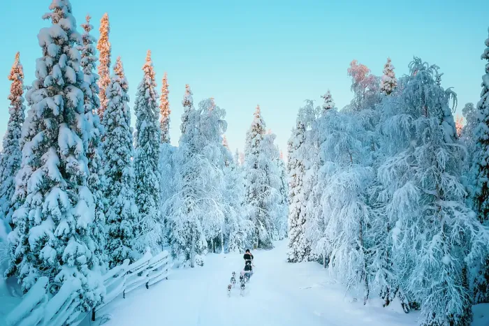 Framed Print : Elevated view of a woman riding sled dogs in a forest covered with snow near Ruka in finnish Lapland, Finland