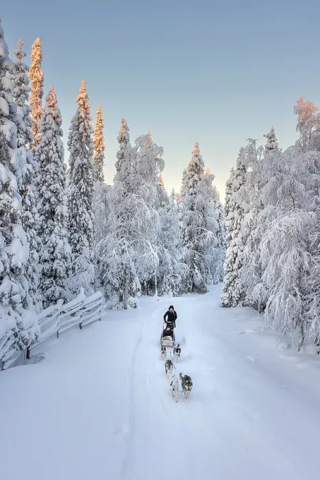 Framed Print : Elevated view of a woman riding sled dogs in a forest covered with snow near Ruka in finnish Lapland, Finland Framed Print : Elevated view of a woman riding sled dogs in a forest covered with snow near Ruka in finnish Lapland, Finland